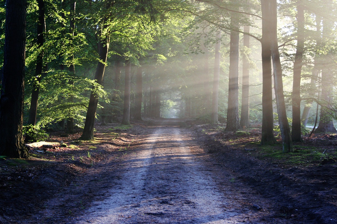 road in forest
